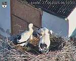 Capi_Dubne_20250627_061003.jpg