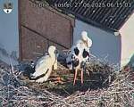 Capi_Dubne_20250627_061503.jpg