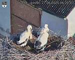 Capi_Dubne_20250627_062003.jpg