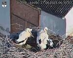 Capi_Dubne_20250627_063003.jpg