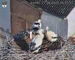 Capi_Dubne_20250627_064503.jpg