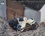 Capi_Dubne_20250627_065003.jpg