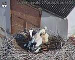 Capi_Dubne_20250627_065503.jpg