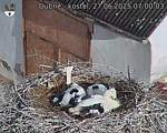 Capi_Dubne_20250627_070003.jpg