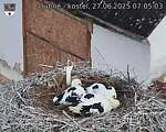 Capi_Dubne_20250627_070503.jpg