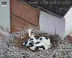 Capi_Dubne_20250627_071003.jpg