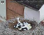Capi_Dubne_20250627_071503.jpg