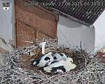 Capi_Dubne_20250627_072003.jpg