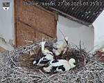 Capi_Dubne_20250627_072503.jpg
