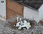 Capi_Dubne_20250627_073003.jpg
