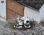 Capi_Dubne_20250627_073503.jpg