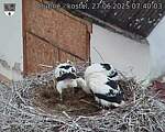 Capi_Dubne_20250627_074003.jpg