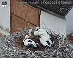 Capi_Dubne_20250627_075003.jpg