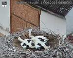 Capi_Dubne_20250627_080003.jpg