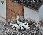 Capi_Dubne_20250627_080503.jpg