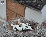 Capi_Dubne_20250627_081003.jpg