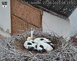 Capi_Dubne_20250627_081503.jpg