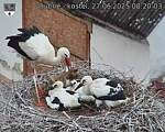 Capi_Dubne_20250627_082003.jpg