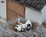 Capi_Dubne_20250627_082503.jpg