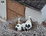 Capi_Dubne_20250627_083003.jpg