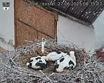 Capi_Dubne_20250627_083503.jpg