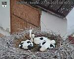Capi_Dubne_20250627_084003.jpg