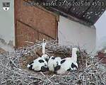 Capi_Dubne_20250627_084503.jpg