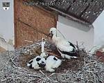 Capi_Dubne_20250627_090003.jpg