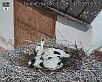 Capi_Dubne_20250627_090503.jpg