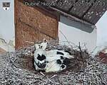 Capi_Dubne_20250627_091003.jpg