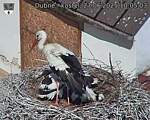 Capi_Dubne_20250627_100503.jpg
