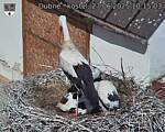 Capi_Dubne_20250627_101503.jpg