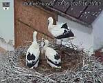 Capi_Dubne_20250627_103503.jpg