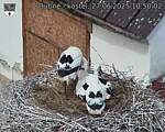 Capi_Dubne_20250627_105002.jpg