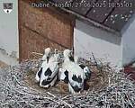 Capi_Dubne_20250627_105503.jpg
