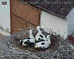 Capi_Dubne_20250627_110002.jpg