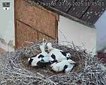 Capi_Dubne_20250627_110503.jpg