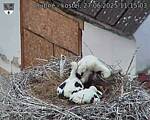 Capi_Dubne_20250627_111503.jpg