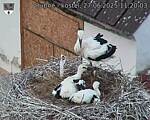 Capi_Dubne_20250627_112003.jpg