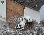Capi_Dubne_20250627_112503.jpg