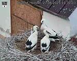 Capi_Dubne_20250627_113003.jpg