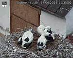 Capi_Dubne_20250627_113502.jpg