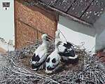 Capi_Dubne_20250627_114003.jpg