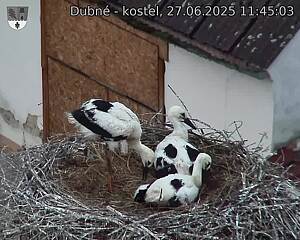 Capi_Dubne_20250627_114503.jpg (1350 x 1080)