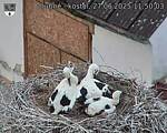 Capi_Dubne_20250627_115003.jpg