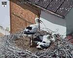 Capi_Dubne_20250627_123003.jpg