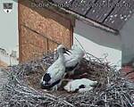 Capi_Dubne_20250627_124002.jpg