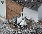 Capi_Dubne_20250627_125503.jpg