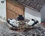 Capi_Dubne_20250627_130502.jpg