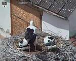 Capi_Dubne_20250627_131003.jpg